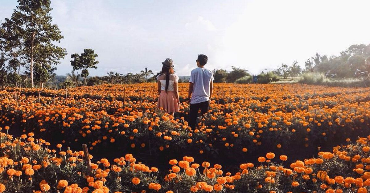Surga Lain di Bali, Ladang Bunga Marigold
